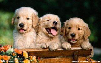 小狗之爱,温情脉脉的宠物情缘