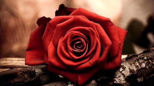 水手的坟墓上没有玫瑰,一段未解的海洋传说