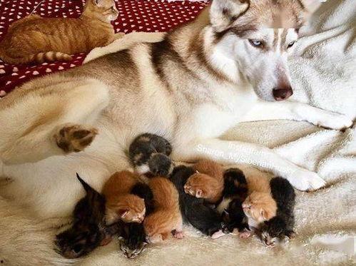 小可怜哭哭顾总宠上天（小可怜揣崽顾总宠上天）,小可怜与顾总的甜蜜育儿日常